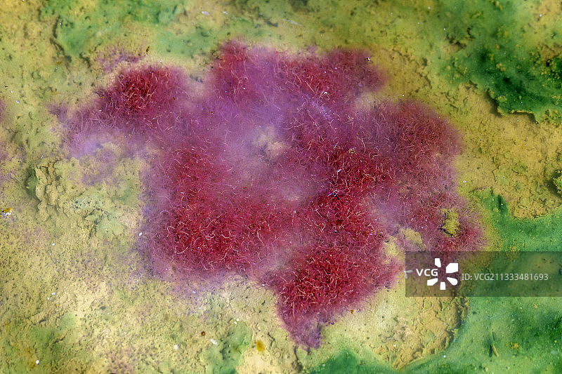 法国水坑中的摇蚊幼虫图片素材