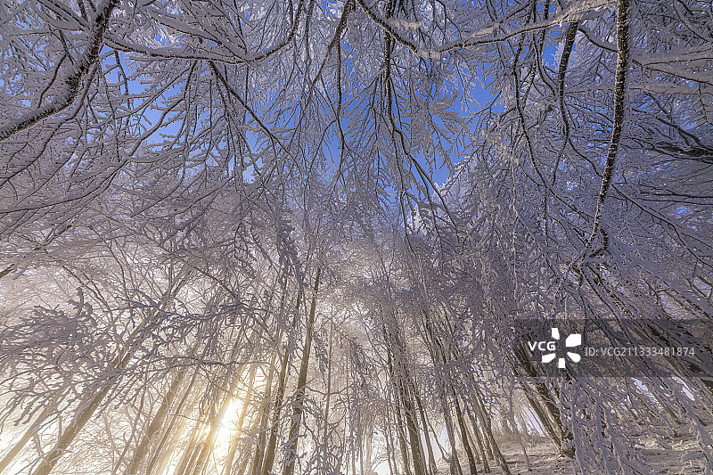 法国安省比热地区大科隆比耶山：暴风雪后的山毛榉林图片素材