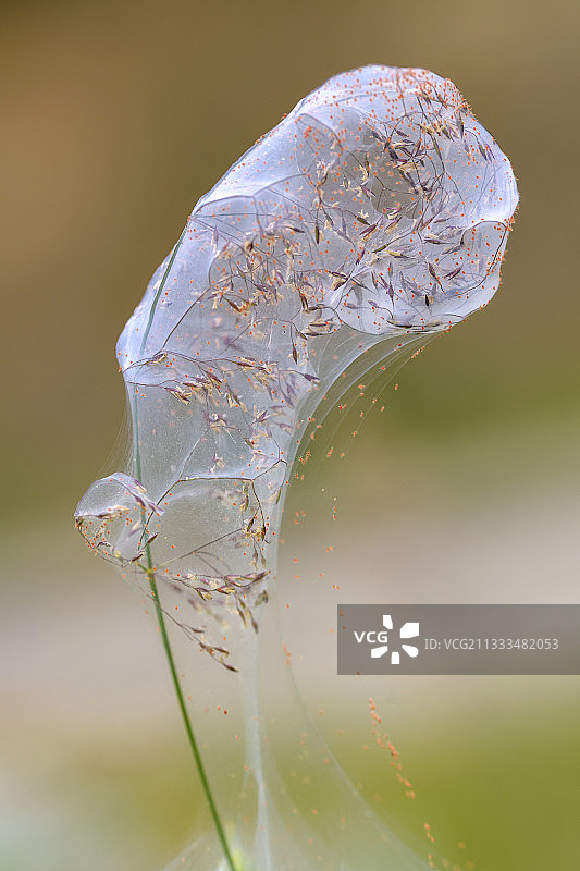 叶螨的群web（社会螨），荆豆红蜘蛛螨(Tetranychus lintearius)-这种微小的螨虫(0.5毫米)在金雀花上编织巨大的保护网，通过吸取汁液来喂养。这些织物可以覆盖周围的其他植物。在金雀花被引入并被发现具有入侵性的国家，它被用作一种生物防治剂，法国巴斯克地区图片素材