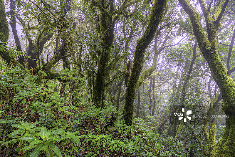 加拉霍奈国家公园的戈梅拉岛月桂树森林，加那利群岛图片素材