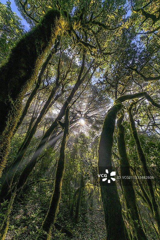 加拉霍奈国家公园的戈梅拉岛月桂树森林，加那利群岛图片素材
