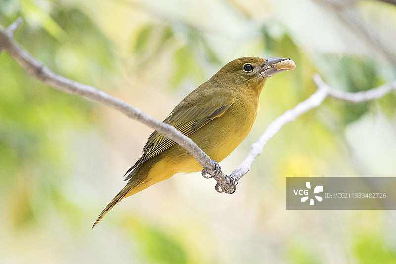 墨西哥恰帕斯州苏米德罗峡谷国家公园内的朱红比蓝雀图片素材