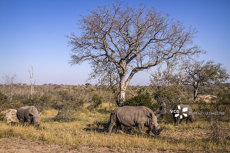 三只在南非克鲁格国家公园的稀树草原上吃草的南方白犀牛图片素材