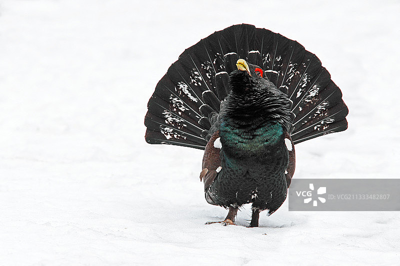 在雪地上展示的雄性松鸡，苏格兰图片素材