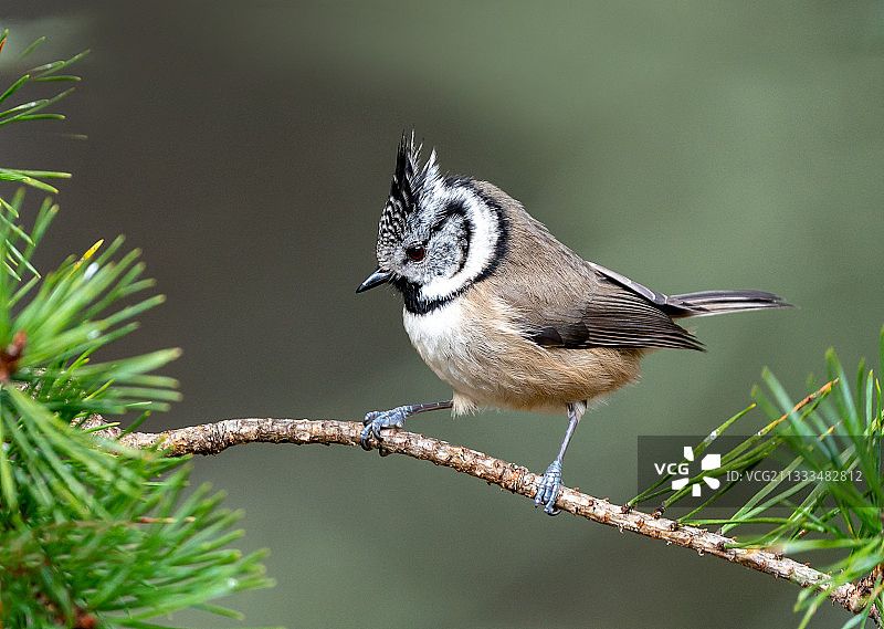 栖息在树枝上的凤头山雀图片素材