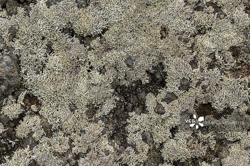 特内里费岛（加那利群岛）玄武岩上的地衣。薰衣草色地衣（火山柱地衣）：玄武岩上的先锋地衣——奇尼耶罗玄武岩流，可追溯到1909年，位于特内里费岛泰德山的斜坡上图片素材