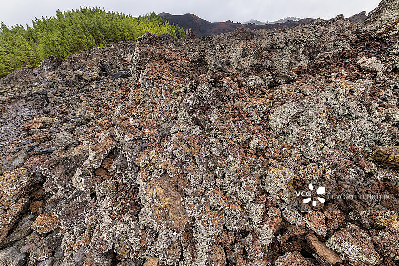 特内里费岛（加那利群岛）玄武岩上的地衣。薰衣草色地衣（火山柱地衣）：玄武岩上的先锋地衣——奇尼耶罗玄武岩流，可追溯到1909年，位于特内里费岛泰德山的斜坡上图片素材