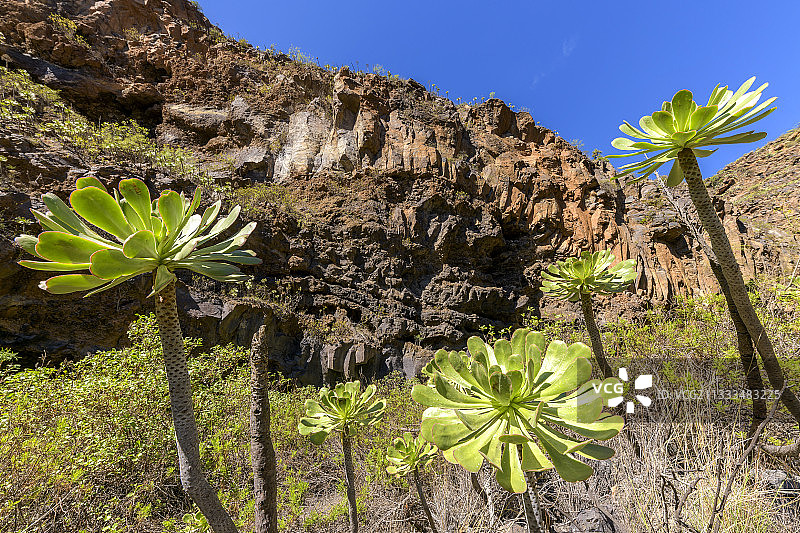 特内里费岛上的莲花掌图片素材