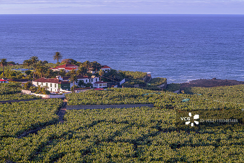 特内里费岛的香蕉种植园图片素材