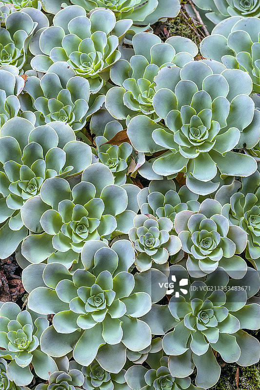 加那利群岛埃尔耶罗岛上的贝赫克斯（金茶花）图片素材