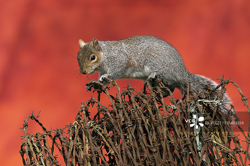 生锈带刺铁丝网上的灰松鼠图片素材