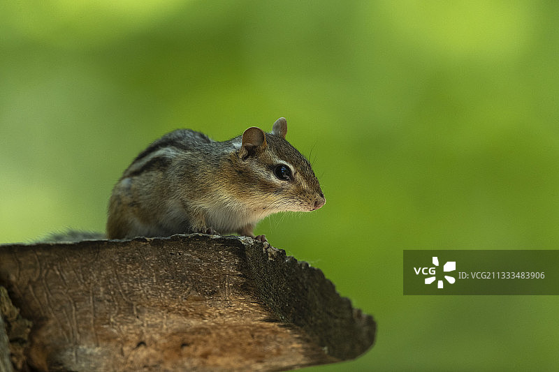 美国密歇根州的东部花栗鼠图片素材