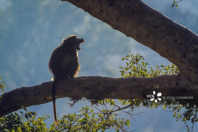 南非克鲁格国家公园中背光咆哮的雄性豚尾狒狒图片素材