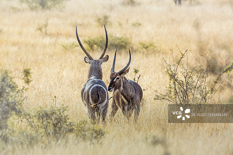 两只非洲大羚羊在南非克鲁格国家公园的稀树草原上脸对脸图片素材