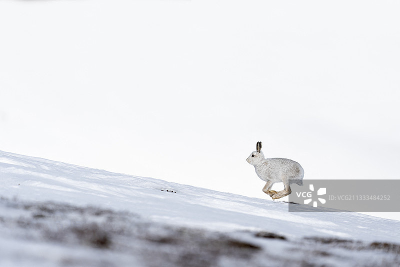 在雪地上奔跑的山兔图片素材