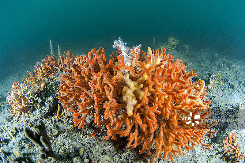 法国埃罗省阿加特海岸海洋保护区中的鹿角苔藓虫(Smittina cervicornis)群落图片素材
