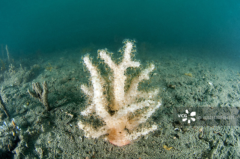 海指软珊瑚，在法国埃罗省阿加特海岸海洋保护区的松散基质背景上。该物种被认为是地中海特有的。图片素材