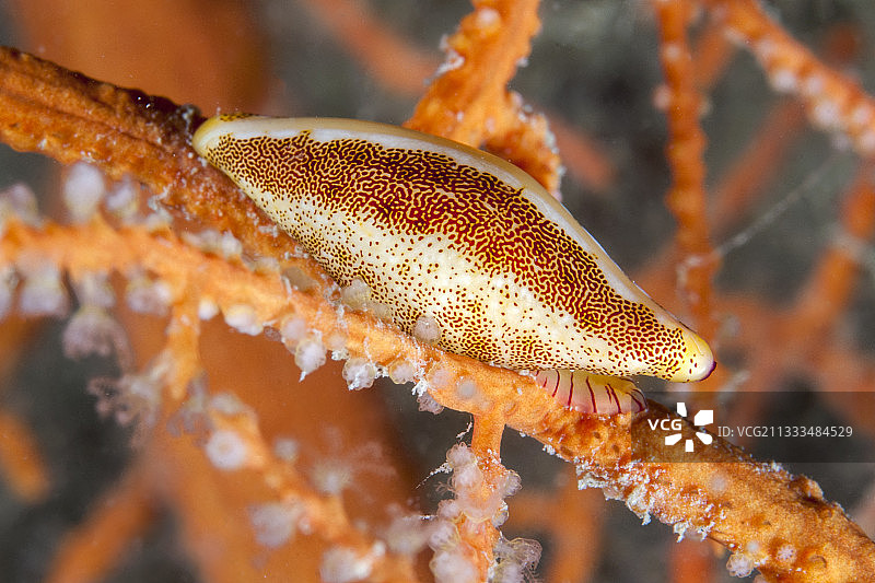 阿格德角海岸海洋保护区内的白色斯佩尔塔海蜗牛图片素材