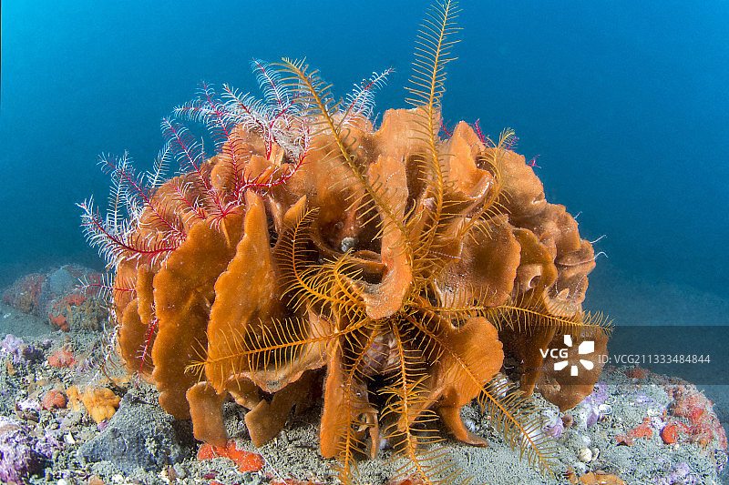 法国滨海珊瑚与地中海海绵图片素材