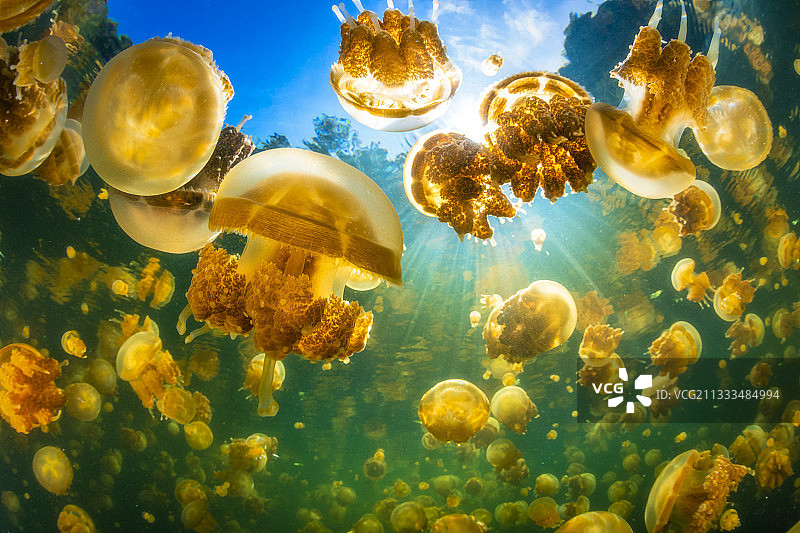 来自伦马卡纳湖的巴布亚水母的密度，集中在阳光照射的地方，印度尼西亚拉贾安帕图片素材