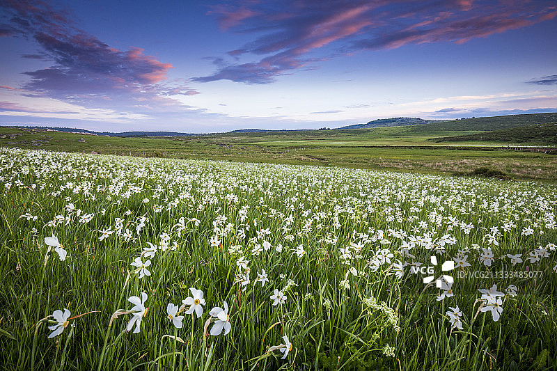 法国塞文国家公园的诗歌水仙草甸图片素材