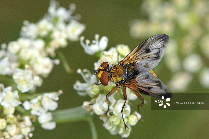 姬蝇（Ectophasia crassipennis）成年雄性，双翅目，各种臭虫的寄生虫，草原，8月，法国克勒兹Vassiviere湖图片素材