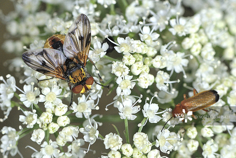 姬蝇（Ectophasia crassipennis）成年雄性，双翅目，各种臭虫的寄生虫，草原，8月，法国克勒兹Vassiviere湖图片素材