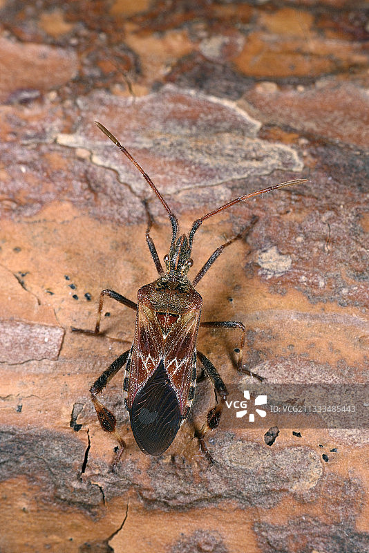 西方锥实椿象图片素材