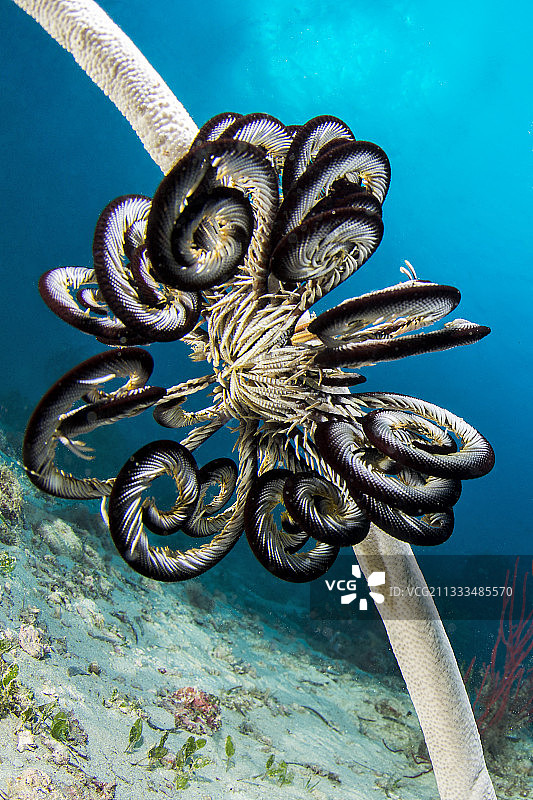 海百合（美丽丝足海百合），挂在鞭珊瑚上，菲律宾图片素材