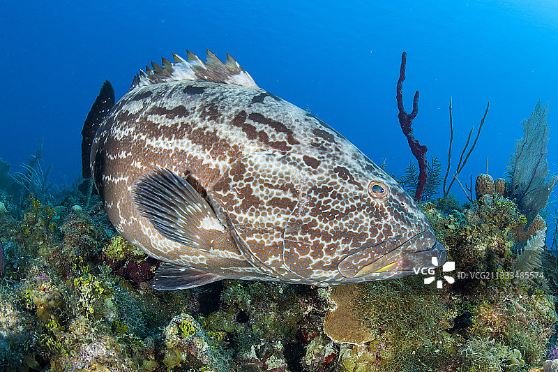 古巴女王花园国家公园的黑石斑鱼图片素材