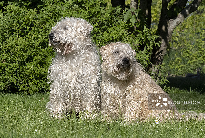 爱尔兰软毛梗犬，宠物狗，法国阿尔萨斯图片素材