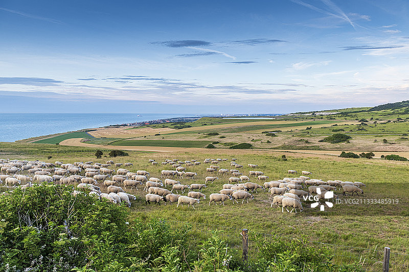 法国加来海峡白色海岬的生态牧场，夏季图片素材