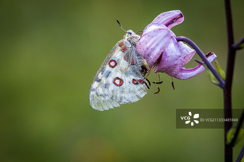 阿波罗绢蝶与紫百合，法国图片素材