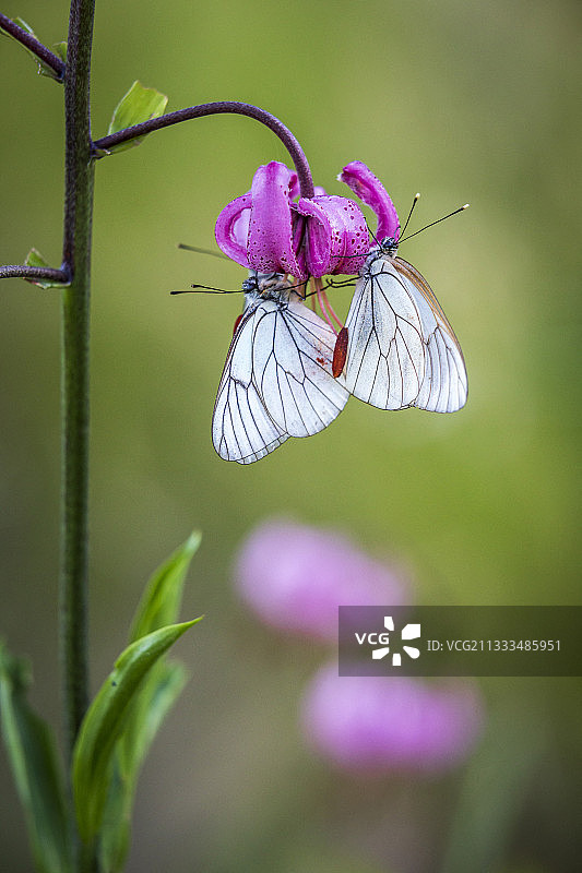 停留在紫百合花上的黑脉园粉蝶图片素材