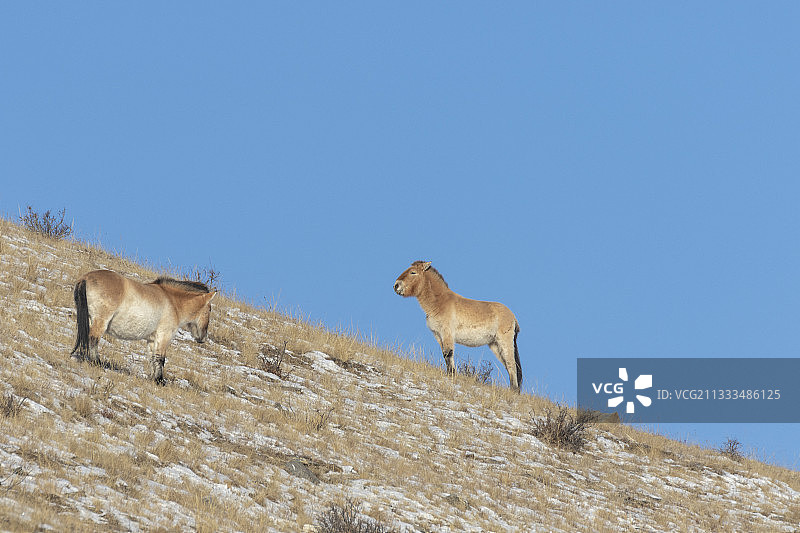 蒙古国呼斯台国家公园内的普氏野马图片素材