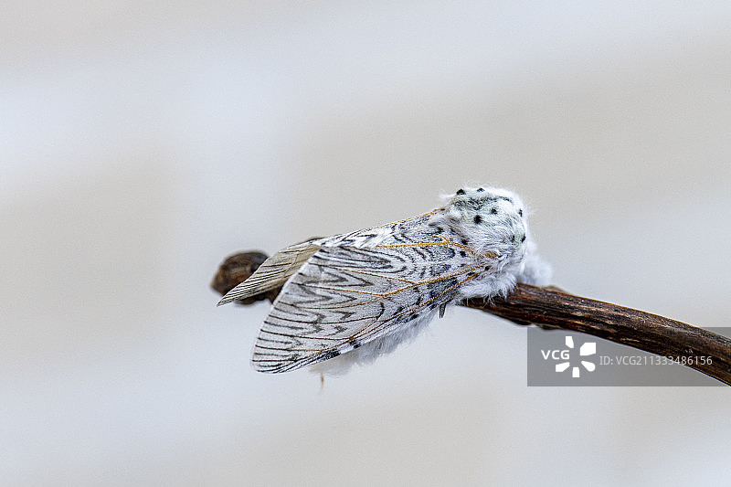 法国加来海峡的猫蛾图片素材
