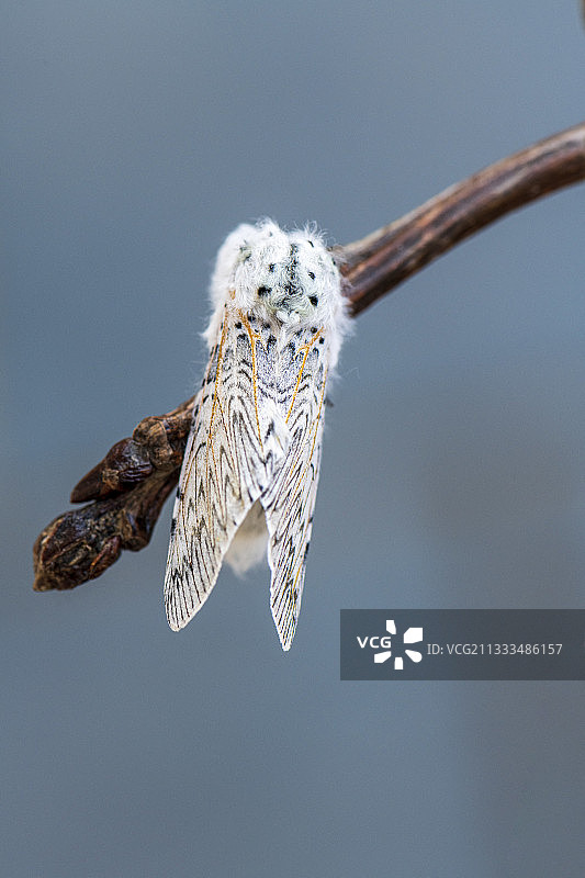 法国加来海峡的猫蛾图片素材