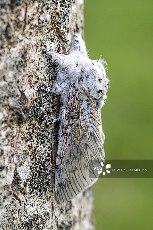 春季法国加莱海峡省白杨树干上的猫蛾图片素材