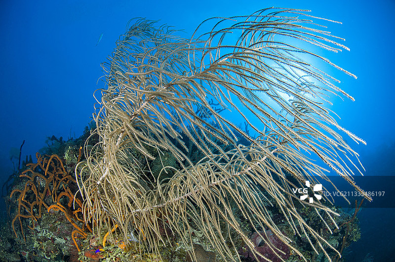 古巴女王花园国家公园的海羽图片素材