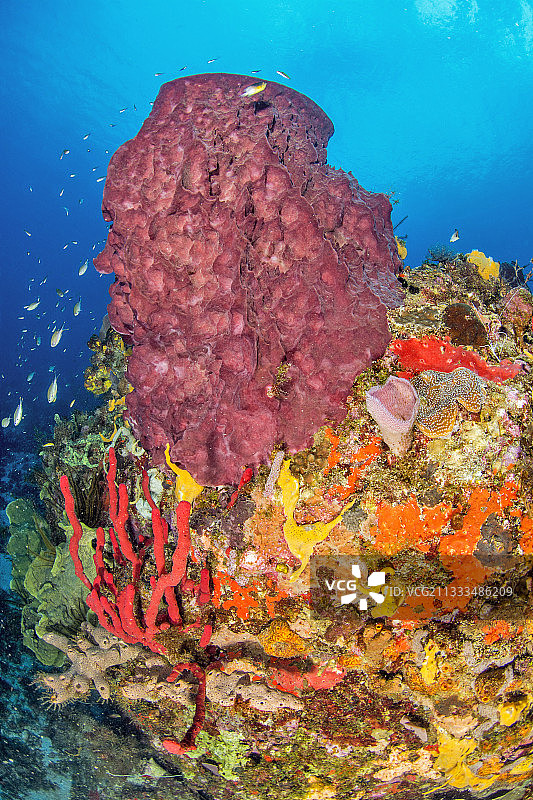 桶状海绵、直立绳海绵、粉红色花瓶海绵、棕色管状海绵，萨洛蒙角附近，马提尼克海洋自然公园图片素材