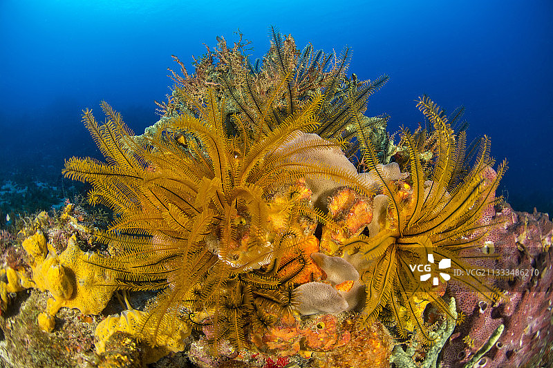 金色海百合(Davidaster rubiginosus)，萨洛蒙角附近。马提尼克海洋自然公园。图片素材