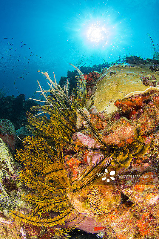 金色海绵（Davidaster rubiginosus），在所罗门角附近，马提尼克岛自然海洋公园图片素材