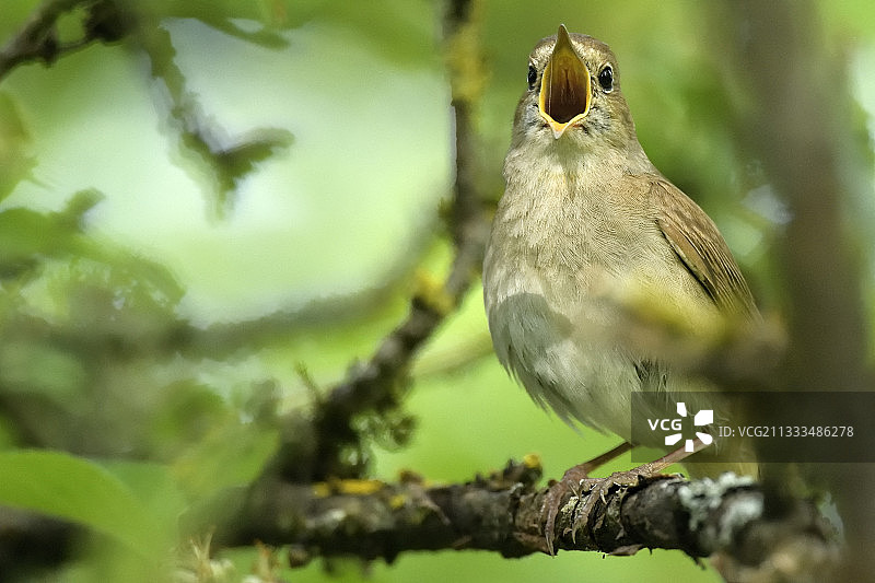 红 Nightingale (Luscinia megarhynchos) 在法国勃艮第的树枝上唱歌图片素材