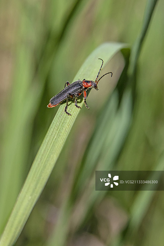 草地上的红萤图片素材