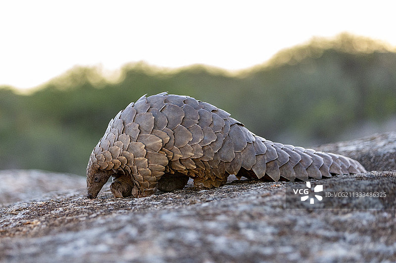受控条件下的非洲穿山甲，纳米比亚私人保护区图片素材