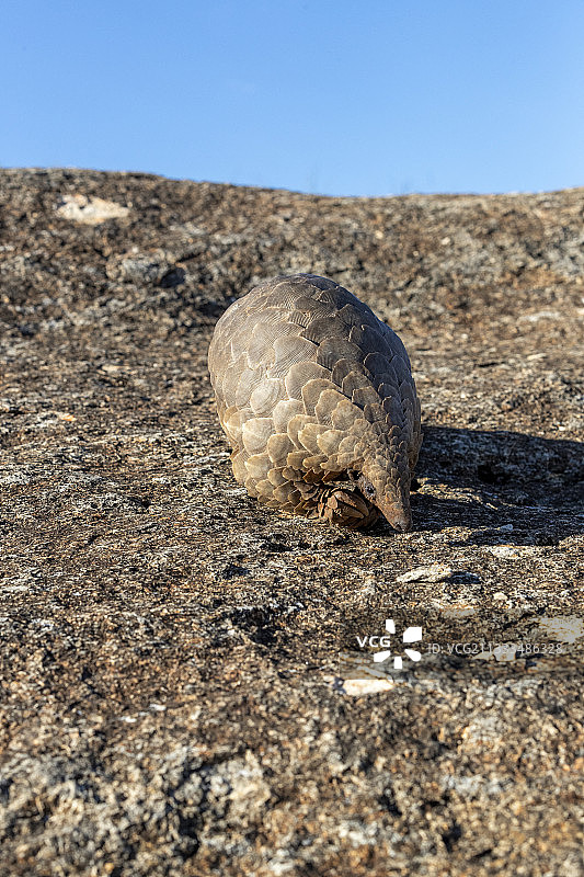 受控条件下的非洲穿山甲，纳米比亚私人保护区图片素材