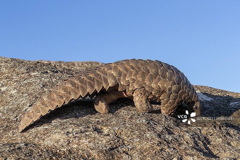 受控条件下的非洲穿山甲，纳米比亚私人保护区图片素材