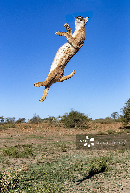 非洲亚洲狞猫，纳米比亚私人保护区，受控成年狞猫跳跃图片素材