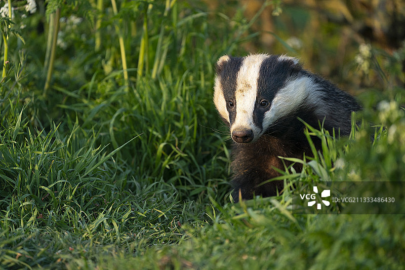 草丛中的獾（Meles meles），英国图片素材