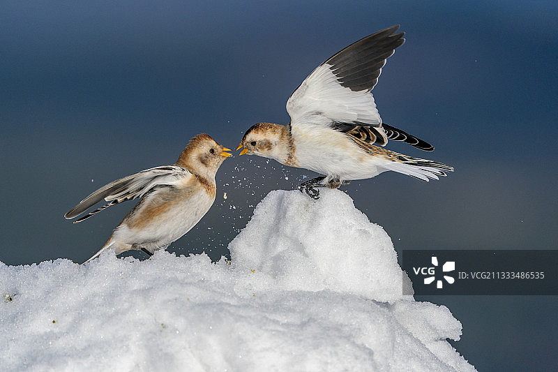 在雪地里战斗的雪鹀（白颊[l]林[l]莺），苏格兰图片素材